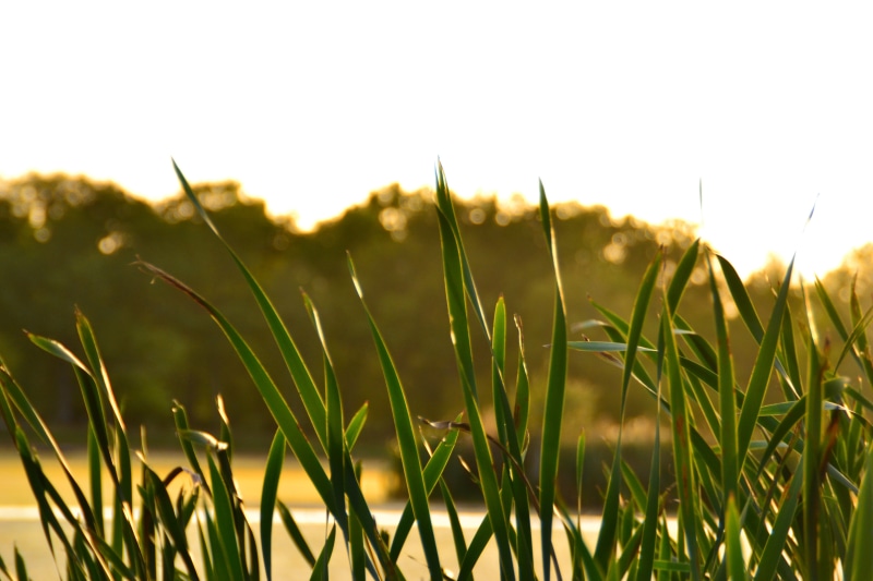 plant, no people, selective focus, nature, sky, blade of grass, land, beauty in nature, reeds, 4K, timothy grass, field, focus on foreground, day, water