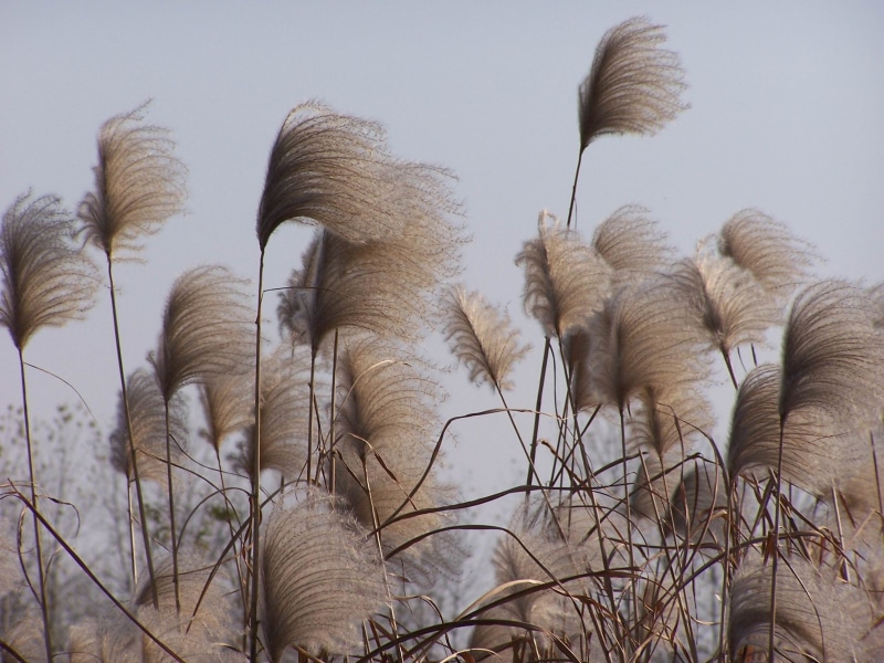 nature, no people, autumn, wetland, land, pampas, cattail, focus on foreground, dry, weeds, winter, leaves, plants, day, wind, evening, lake, growth, grass