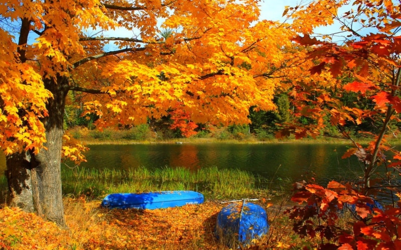 natural condition, plant part, landscape, non-urban scene, tree, tranquility, yellow, boat, reflection, fall, change, outdoors, red, no people, grass, autumn collection
