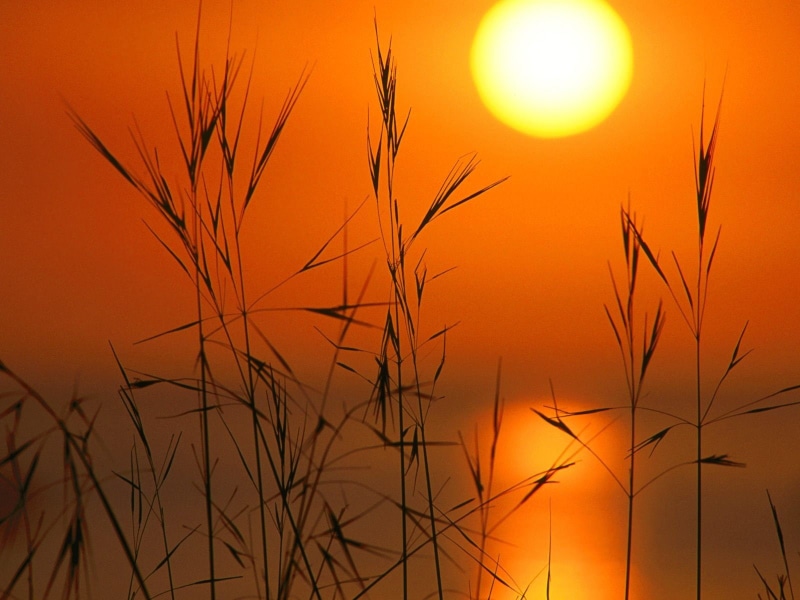 Sun, reeds, nature, silhouette, sunset, 720P