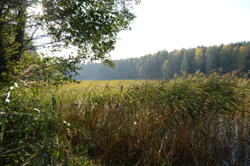 day, green color, plant, land, grass, environment, outdoors, no people, beauty in nature, tranquility, nature, tree, scenics - nature, clear sky, non-urban scene