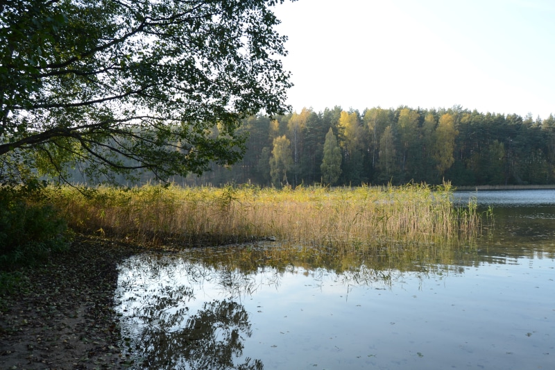 reeds, reflection, outdoors, 4K, no people, tranquil scene, growth, tree, nature, tranquility, water, forest, day, beauty in nature, land, plant, scenics - nature