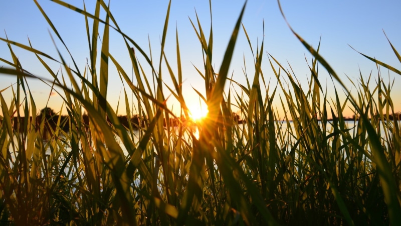 reeds, leafed, plants, tranquil scene, 1080P, grass, sky, no people, growth, sunlight,  reed, cereal plant, lens flare, bright, nature, linear, agriculture