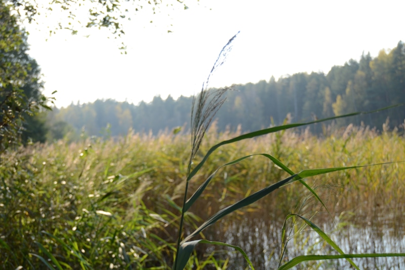 lake, 4K, reeds