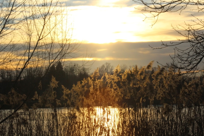 winter, Hungary, sunlight, Zalaegerszeg, reeds, sunset, 2K, nature, Zala