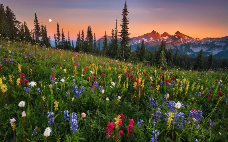 beauty In Nature, sunset, cloud - Sky, nature, plant, mountain Range, outdoors, no People, flower head, tranquility, field, hill, forest, wildflower, scenics