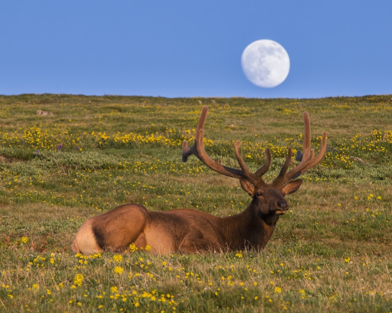 photography, animals In The Wild, blue sky, nature, 2K, sky, deer, blue, landscape photography, floral, mammal, garden, moonrise, rmnp, rocky mountain national park