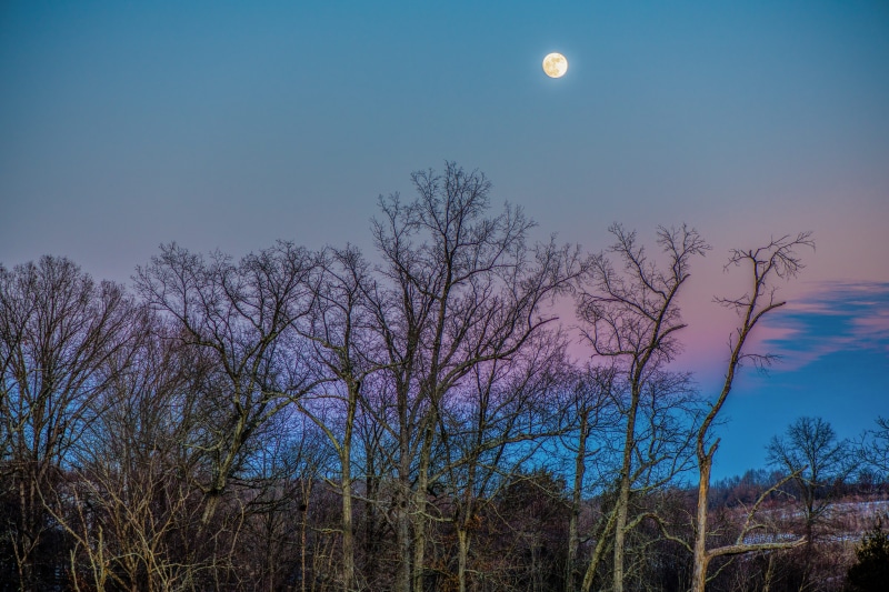tree, nature, damascus, moonlight, 8K, moonrise, sky, night, plant, silhouette, united states, beauty in nature, moon, blue, dusk, no people, outdoors