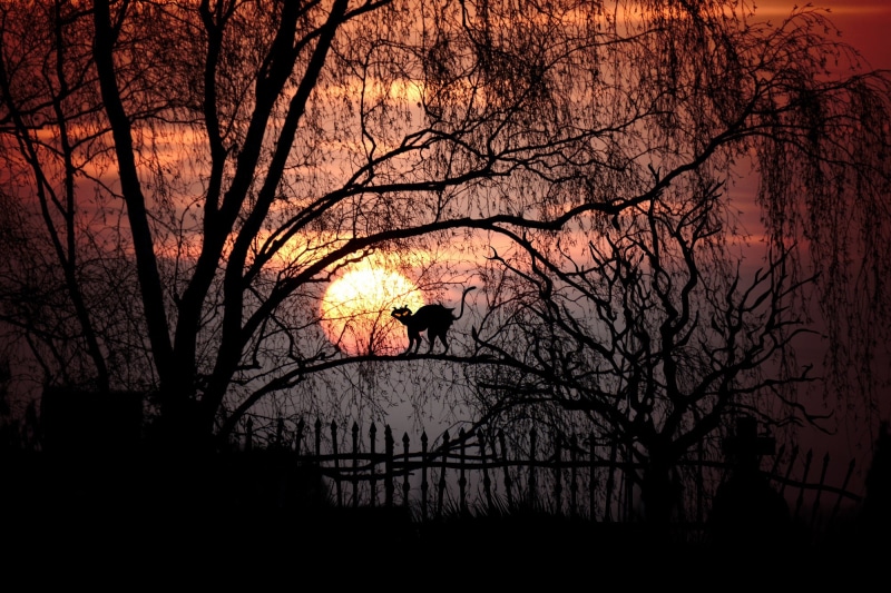 painting, magic, no people, architecture, gespenstig, atmosphere, nature, surreal, sky, back Lit, outdoors, lighting, plant, sunset, scenics - nature, moon