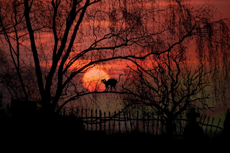 outdoors, nature, built structure, silhouette, red, weird, fence, tranquil scene, lighting, bare, creepy, scene, scenics, twilight, moonrise, cat, aesthetic