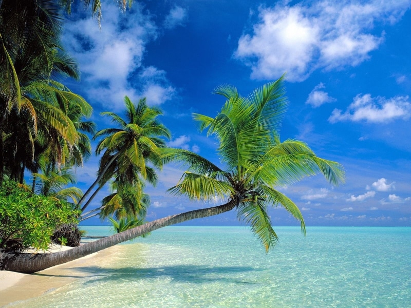 Beach, tree, near, palm, Trees, seaside, 720P, Coconut