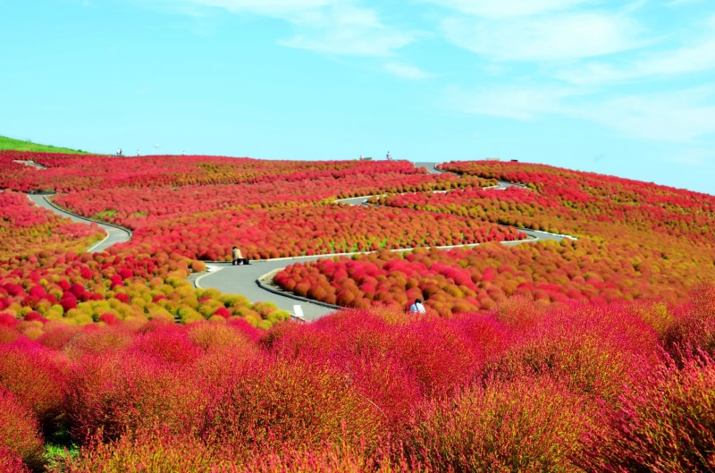 field, Japan, Hitachinaka, 1080P, flowers, National seaside Park Hitachi, the bushes, hills, Ibaraki Prefecture