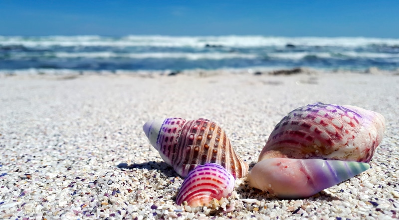 background, daytime, island, vacation, animals in the wild, no people, focus on foreground, tourism, beach, assorted, unicorn, seashells, tropical, wave