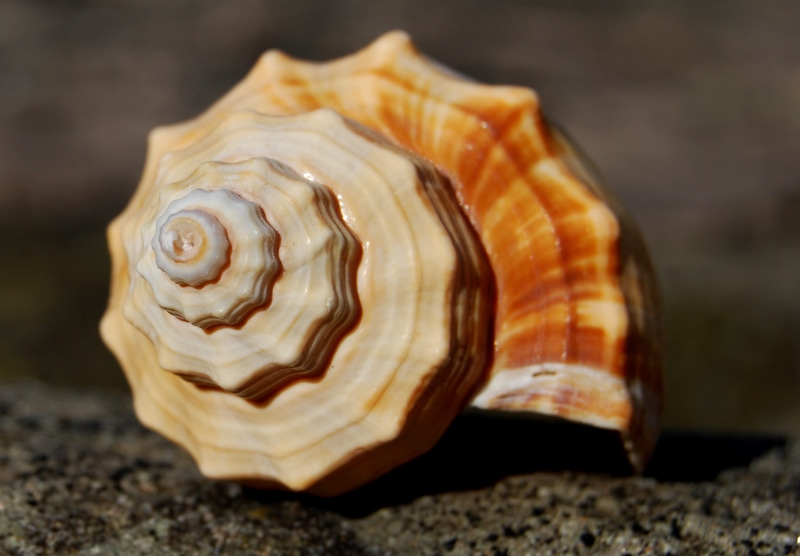 design, animal wildlife, land, science, nature, no people, animal shell, seashell, single object, marine, animal themes, ratio, precious gem, spiritual