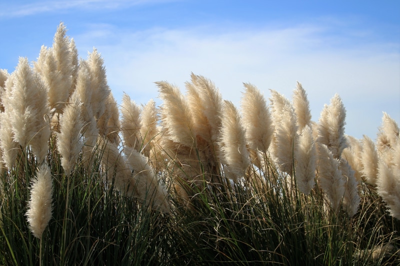 cape, landscape, nature, rural scene, sound, sky, seaside, land, shoreline, coastline, outer, head, growth, agriculture, pampas, day, coast, dune, 4K