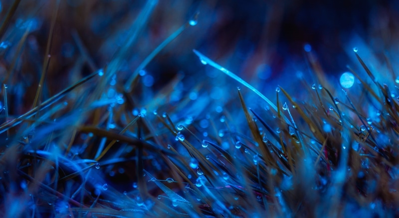 backgrounds, multi colored, Grass, no people, fiber optic, extreme close-up, brown, pattern, science, abstract, moonlit, Macro, plant, Blue, nature, dew