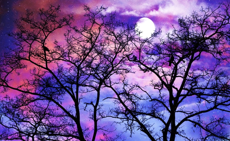 clouds, no people, nature, branch, purple, tranquil scene, tree, low angle view, growth, pink color, tranquility, night, cloud - sky, beauty in nature