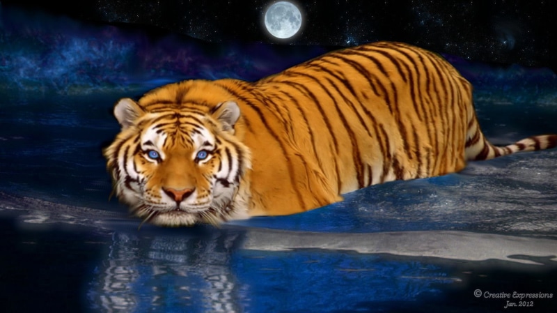 water, swim, 720P, art, hd, cats, animals, moonlit, tiger, Moonlight