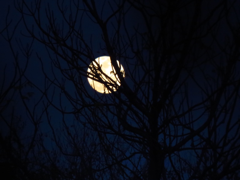illuminated, planetary moon, moonlight, moon and tree, silhouette, bare tree, full moon, branch, night, space, beauty, nature, dark, moonlit, moon and sky