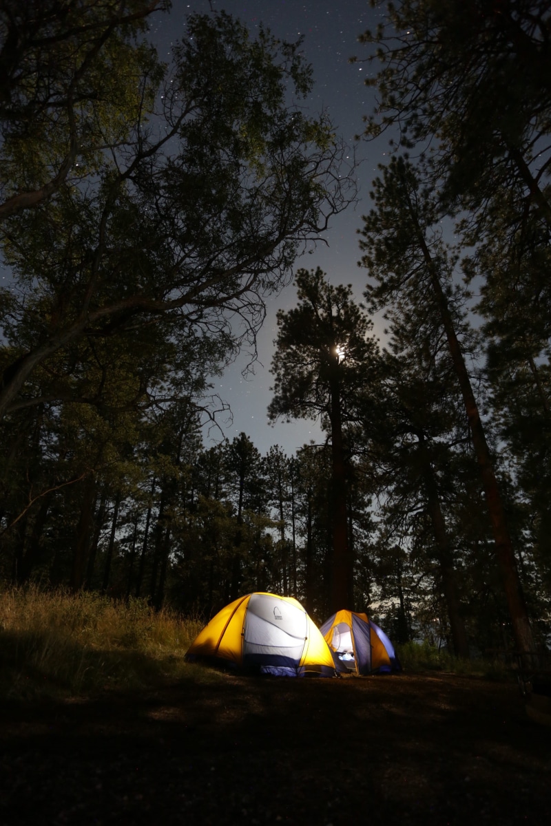 beauty in nature, nature, growth, outdoors, night light, night, light, tents, branch, moonlight, color, land, tranquility, wild, outdoor, assorted, trunk