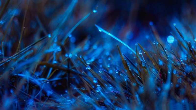 blue, indoors, purple, fiber optic, dew, motion, abstract, grass, technology, backgrounds, nature, night, close-up, moonlit, plant, plants, long exposure