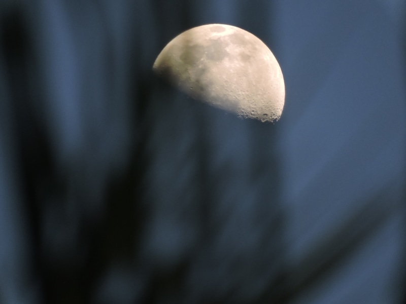 low angle view, vegetation, selective focus, 4K, moon surface, clear sky, astrology, space and astronomy, twigs, moon, astronomy, moonlit night, beauty in nature