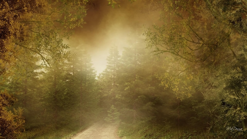 trees, dirt, autum, green, foggy, eerie, lane, mist, road, autumn, light, 1080P, misty, forest, path, grey, morning, haunting, fall