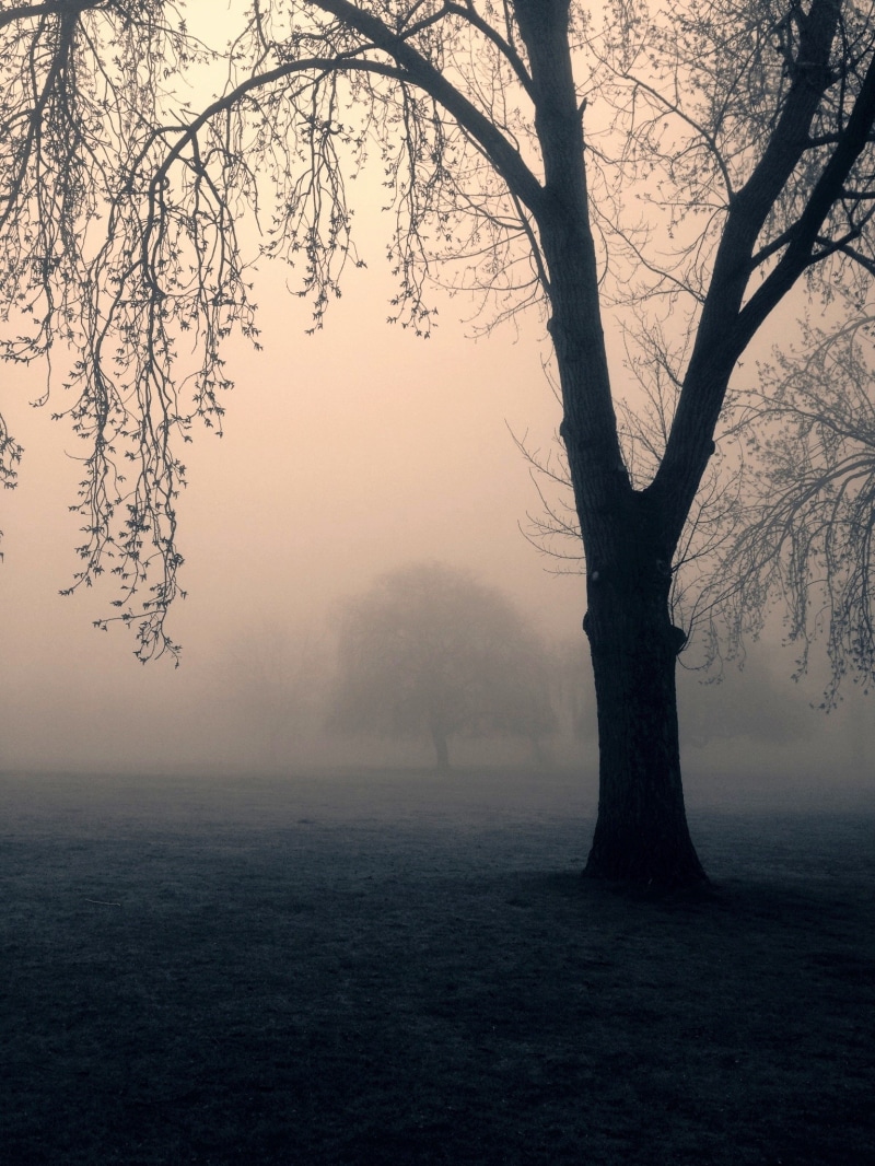 dark, hazy, woods, land, branch, eerie, tranquil scene, solitude, scenics - nature, bare tree, sky, no people, trees, non-urban scene, night, landscape