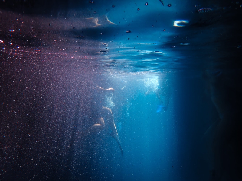 jellyfish, sport, adventure, eerie, marine, water, photography, animal themes, animals in the wild, undersea, animal wildlife, underwater diving, nature