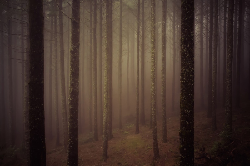 winter, forest, sunbeam, night, moody, beauty In Nature, fog, 4K, season, simetric, eery, spooky, shadow, mystery, light - Natural Phenomenon, no People
