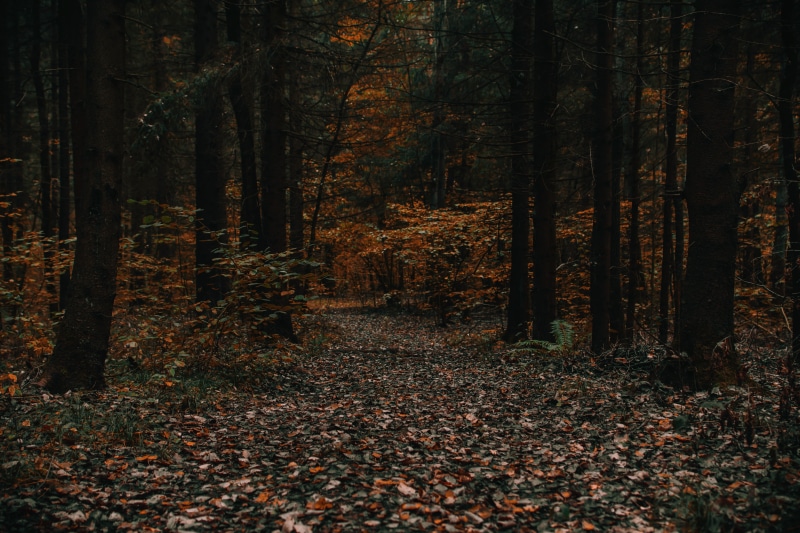 leaf, outdoors, nature, beauty in nature, change, dry leaves, tranquility, autumn collection, trees, scenics - nature, woodland, fall, day, tree, land