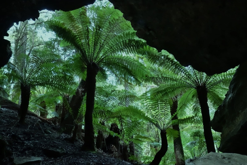 ferns, frond, beauty in nature, environment, growth, rainforest, green color, wilderness, day, green, fern, outdoors, close-up, mysterious, no people, plant part