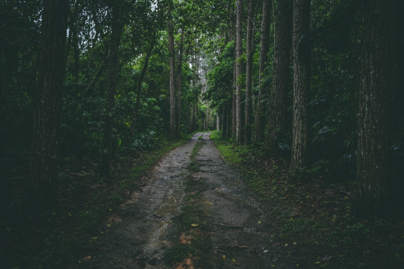 direction, alone, green, middle, meditation, the way forward, tranquility, trunk, tree, non-urban scene, quite time, outdoors, bamboo - plant, path, leaf