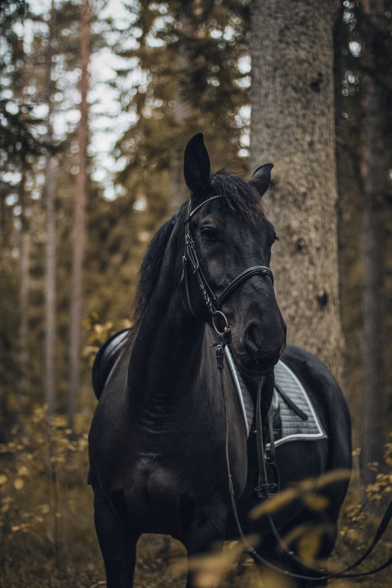 brown, tree, riding, one Animal, outdoors, love, autumn, ride, non-Urban Scene, black horse, wild animal, animal Harness, farm, beauty In Nature, nature