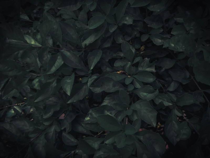 nature, day, backgrounds, close-up, leafed, high angle view, full frame, land, tranquility, plant, fragility, dark, forest, green color, freshness, outdoors