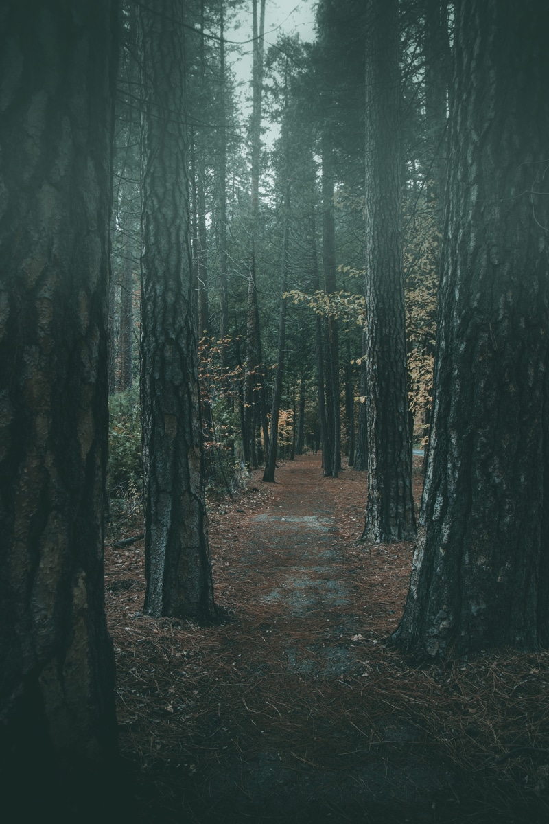 light - Natural Phenomenon, tranquil Scene, 5K, outdoors, spooky, moody, outdoor, walk, fantasy, fog, mystery, autumn, nature, green Color
