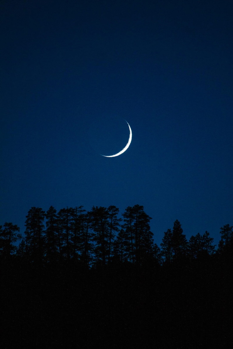 luna, beauty in nature, half moon, night, dark, sky, trees, silhouette, copy space, plant, planetary moon, light, blue, tranquility, space, moonlight, scenics - nature
