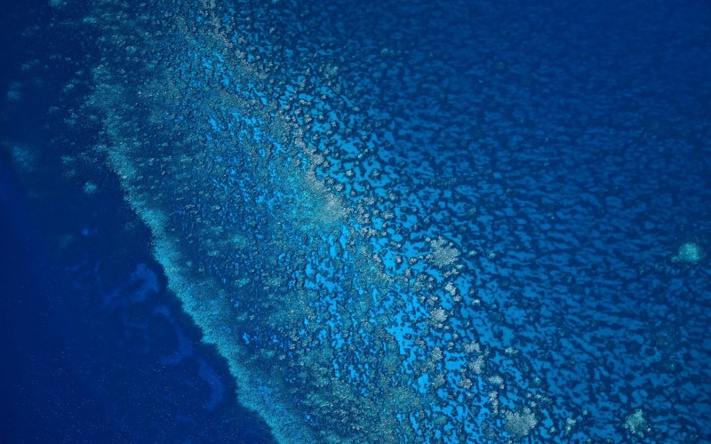sea life, water, sea, backgrounds, animal themes, no people, animal wildlife, reef, 2K, blue, animal, aquatic sport, undersea, beauty in nature, bubble