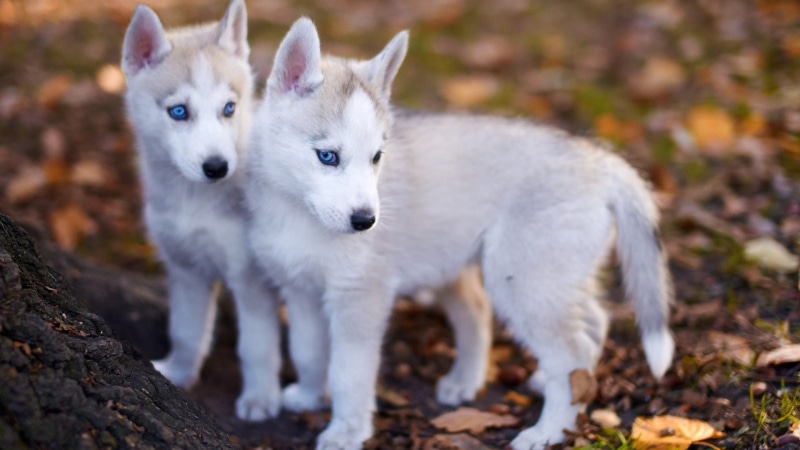 puppy, 1080P, puppies, dog breed, siberian husky, husky, cute, dog, sled dog