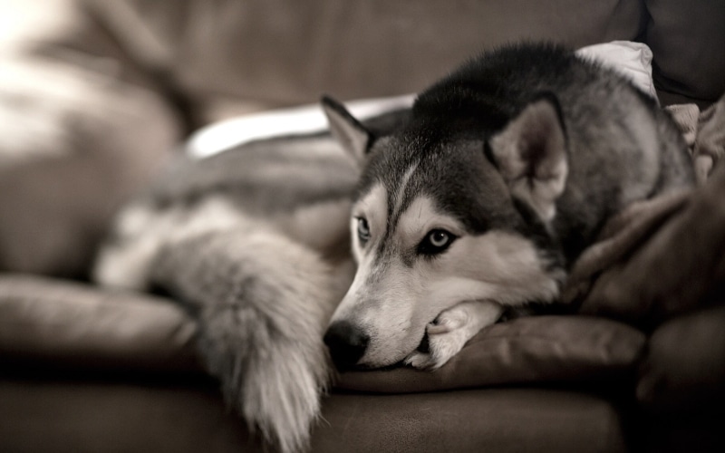 Siberian Husky, animals, dog, 1080P, mammals