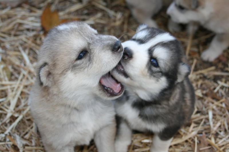 dog, animals, short, gray, black, pets, coated, two animals, group of animals, two, animal head, puppies, 4K, animal family, high angle view, nature, aggression