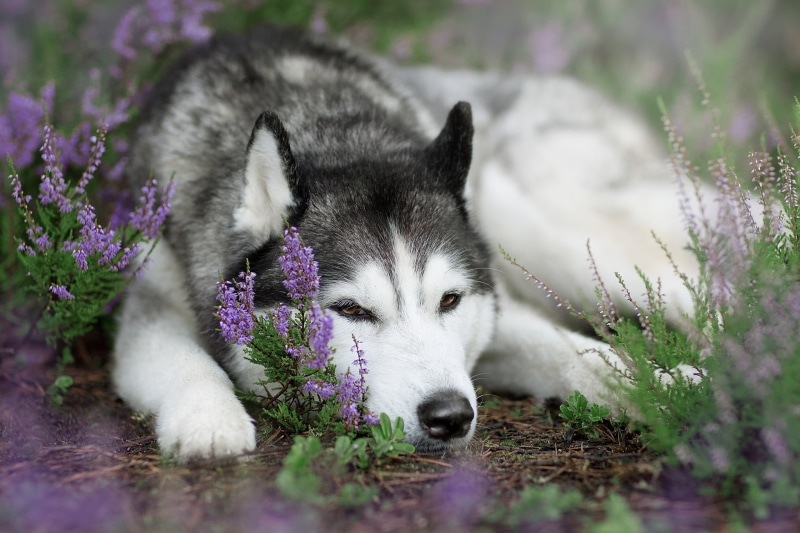 1080P, dog, flowers, Siberian Husky, animals