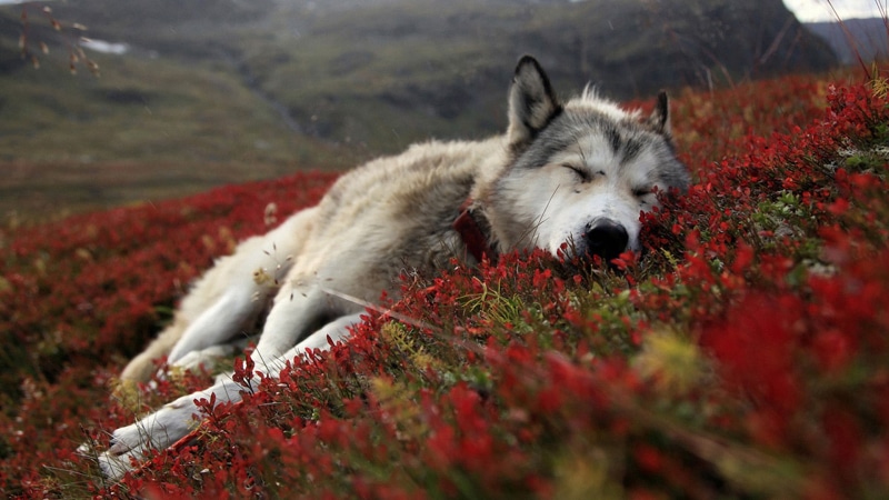 canine, animal, domestic animal, sled dog, eskimo dog, animals, 1080P, malamute, siberian husky, dog