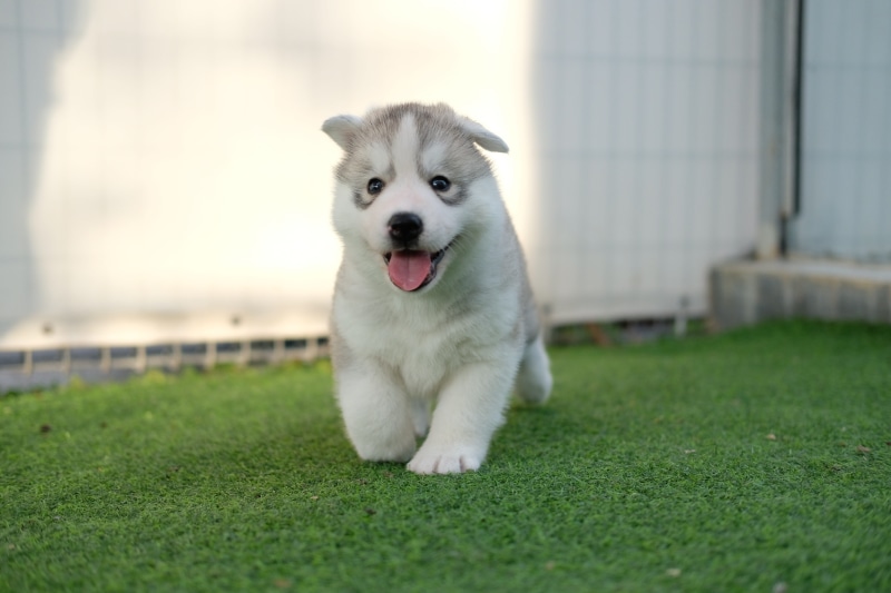plant, young, laugh, day, canine, happy, siberian husky, no people, grass, mouth open, animal themes, young puppy, love, puppy, mammal, one animal, young pup