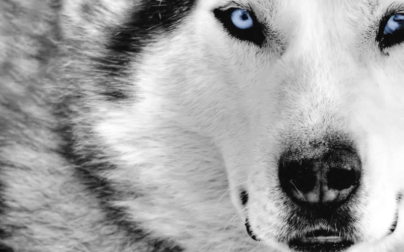 nature, animal eye, animal nose, husky, siberian, animal, pets, animal themes, animal head, selective coloring, snout, whisker, looking at camera, no people