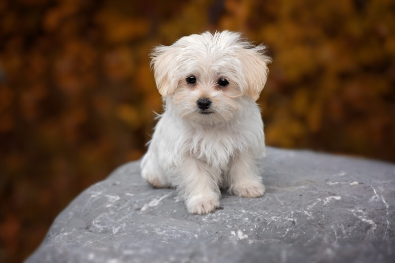 lap Dog, cute, small, hundeportrait, solid, 1080P, rock, one Animal, wildlife photography, looking at camera, domestic, coat, pet, purebred Dog, west highland white terrier