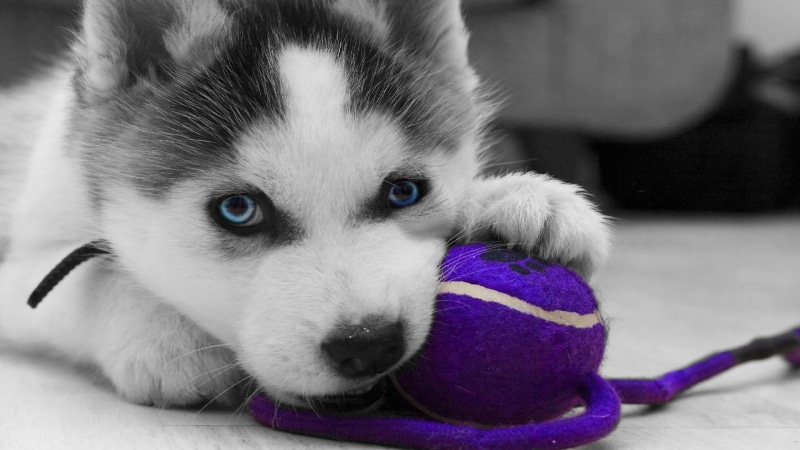 siberian husky, dog breed, puppy, nose, dog, 1080P, husky, eye