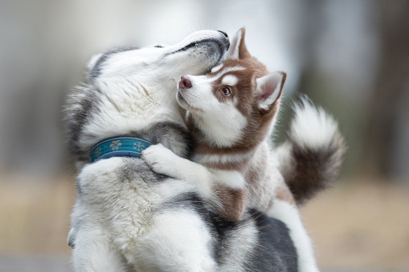 1080P, Siberian Husky, dog, animals