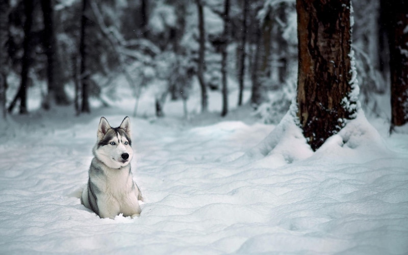 animal themes, sled dog, animals, pets, Siberian Husky , tree, animal, field, plant, domestic animals, siberian husky, purebred dog, no people, cold temperature