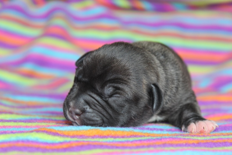 animal, blanket, cute, relaxation, canine, dog, purebred Dog, multi colored, portrait, colorful, animal themes, domestic, puppy, friendship, no people